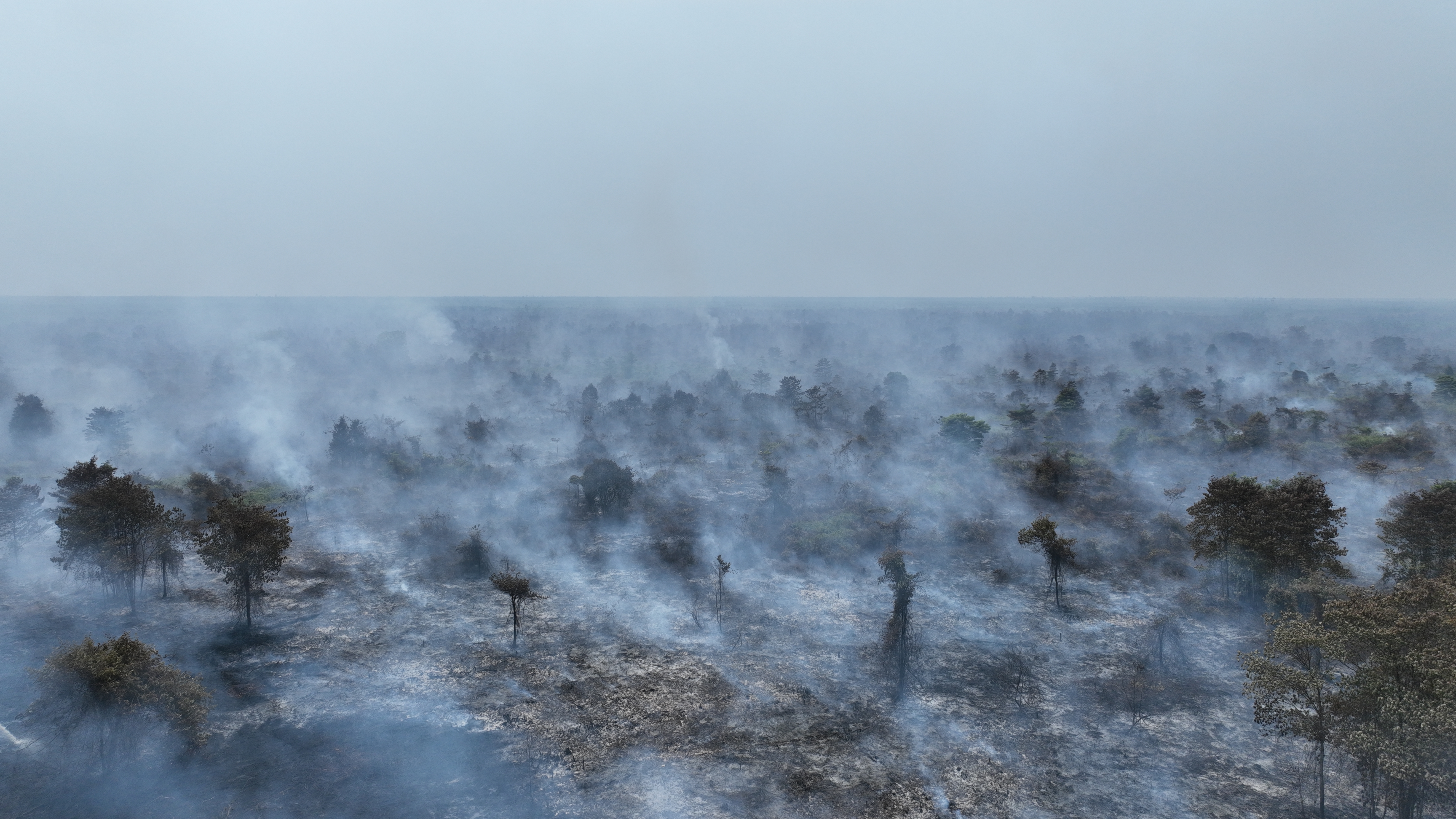Ribuan Hotspot di Gambut, HGU, dan PBPH Bukti Negara Gagal Memaksa Korporasi Bertanggung Jawab atas Karhutla
