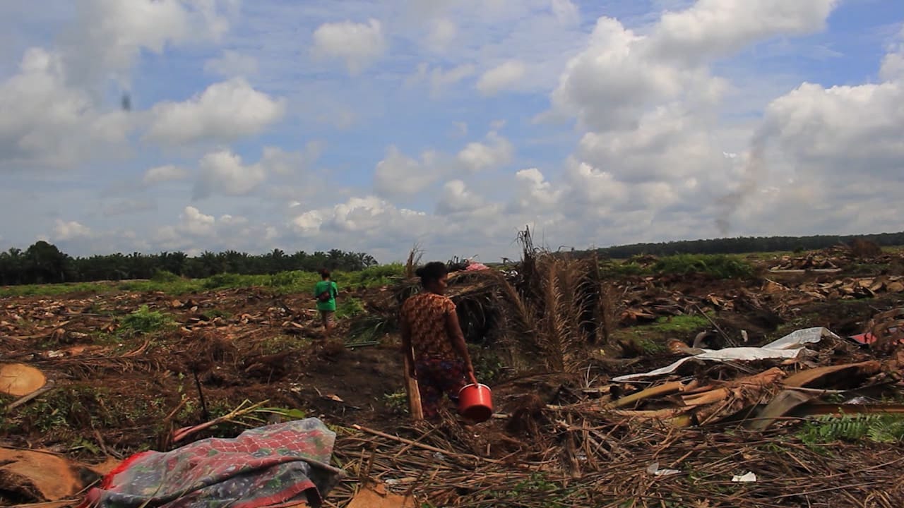 Rampas, Sebuah Potret Buruk Perizinan Kebun Kayu