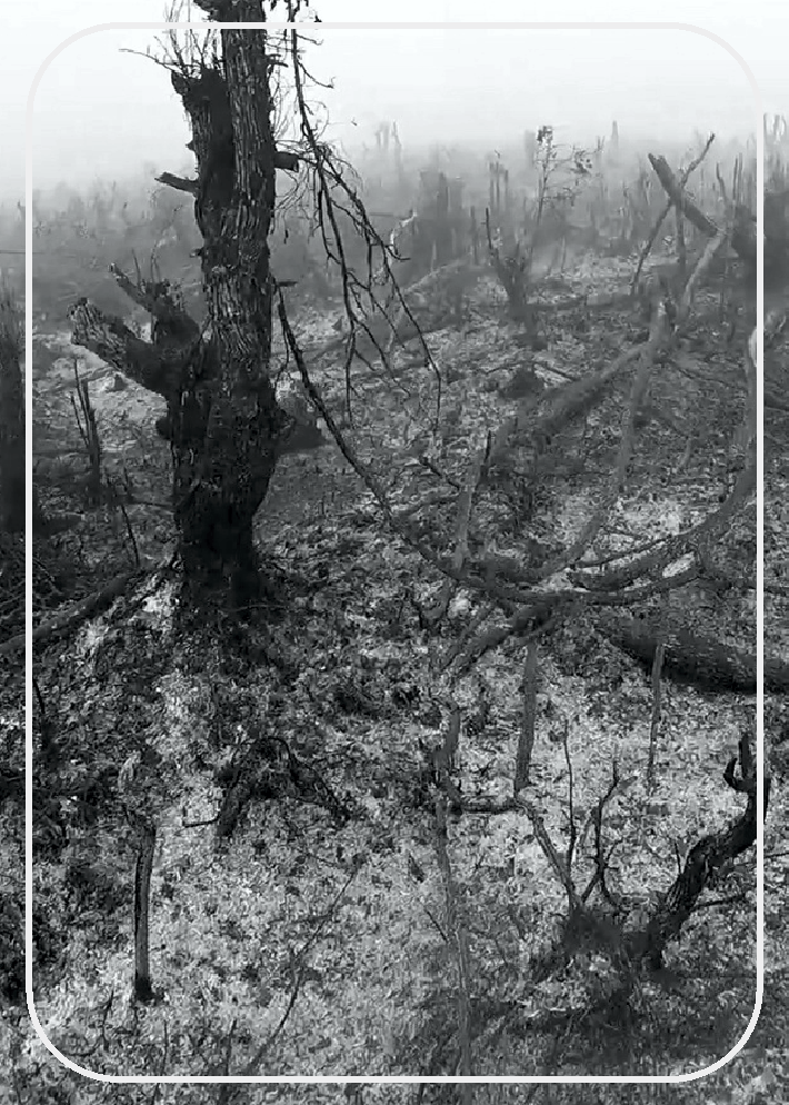 Ecocide