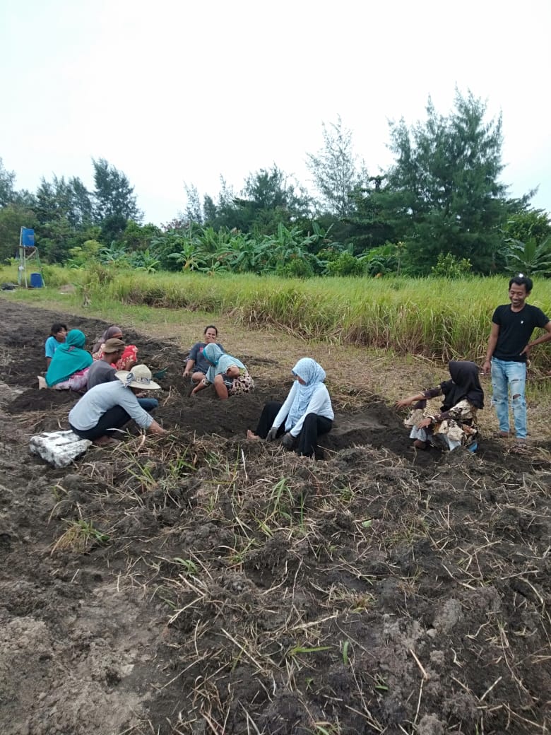 Orang Pulo Berkebun